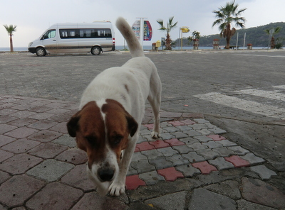 Kaum haben wir den Minibus verlassen, werden wir am Strand von Ölüdeniz freudig begrüßt.  Foto: Thilo Kunze